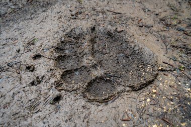 Dağlarda bulunan büyük ayının ayak izleri..
