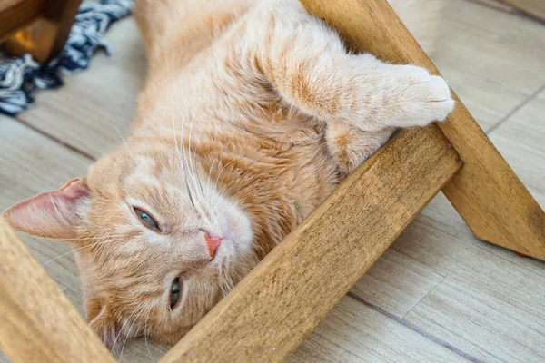 Gato Laranja Adorável Com Olhar Suave — Fotografia de Stock