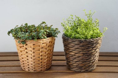 Gerçek ev bitkisinin yanındaki yapay plastik fabrika..