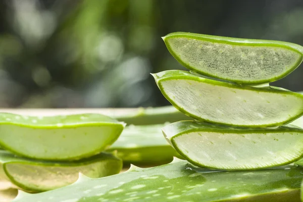 Bahçede aloe vera dilimi