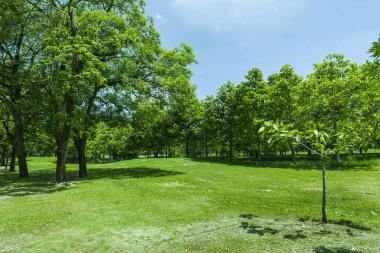güzel yeşil çimen tarlası
