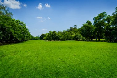 güzel yeşil çimen tarlası