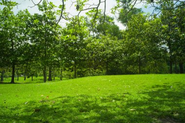 güzel yeşil çimen tarlası