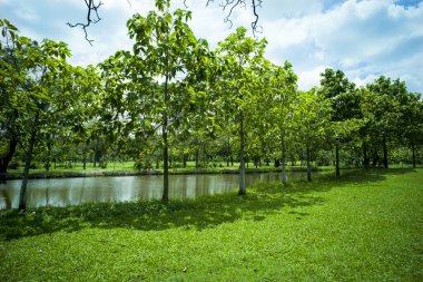 güzel yeşil çimen tarlası