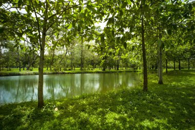 güzel yeşil çimen tarlası