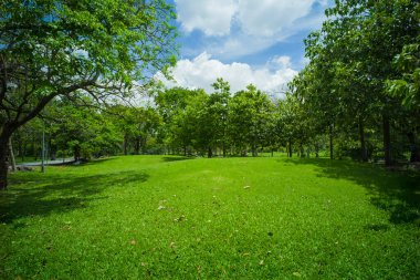 güzel yeşil çimen tarlası