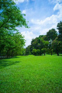 güzel yeşil çimen tarlası