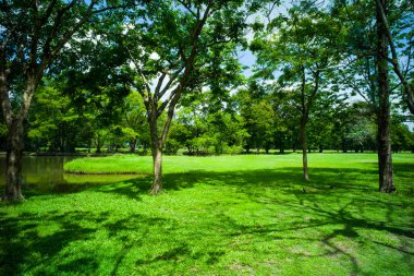 güzel yeşil çimen tarlası
