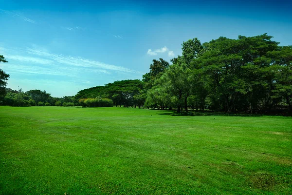 güzel yeşil çimen tarlası