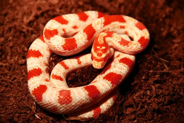 Snake (corn snakes - albino) — Stock Photo, Image