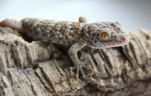 Gecko na árvore — Fotografia de Stock