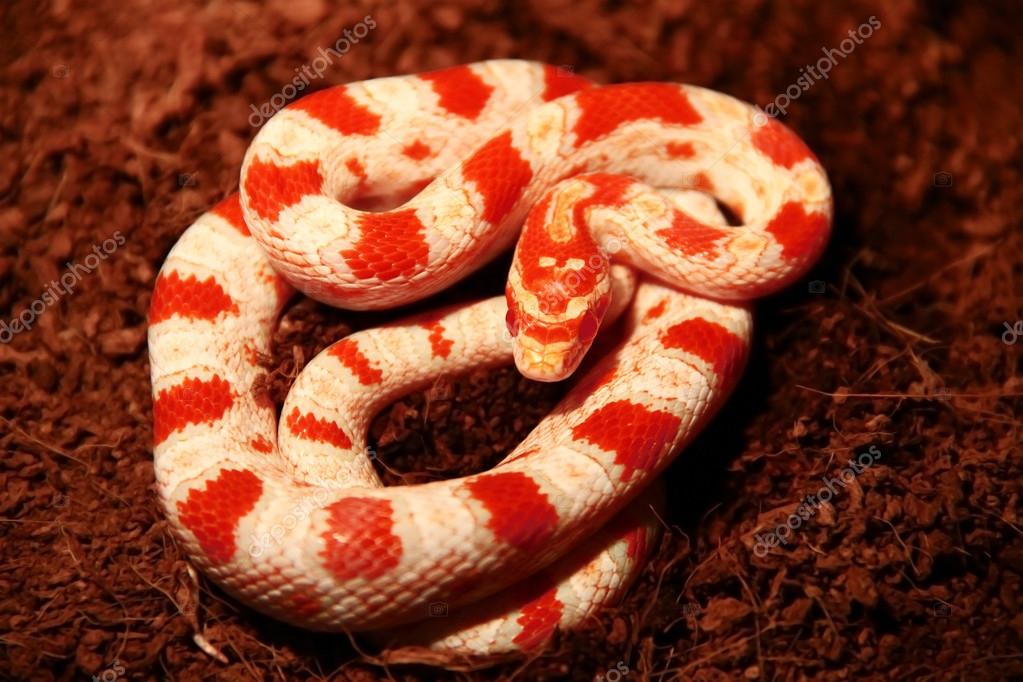 Snake Corn Snakes Albino Stock Photo C Artygor 17380243,Pet Fennec Fox