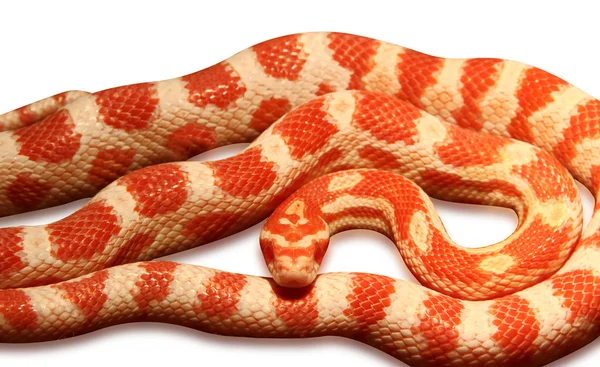 Кукурузная змея — стоковое фото