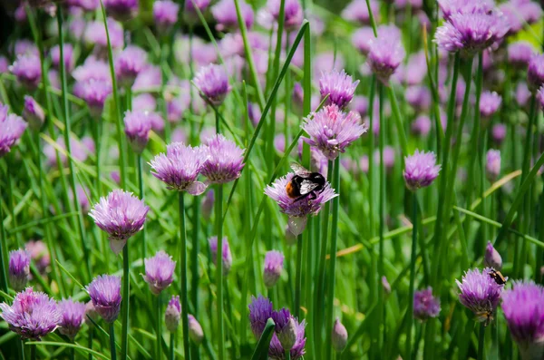 Bumblebee ve kır çiçekleri