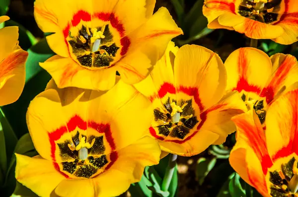 Bloeiende tulpen — Stockfoto