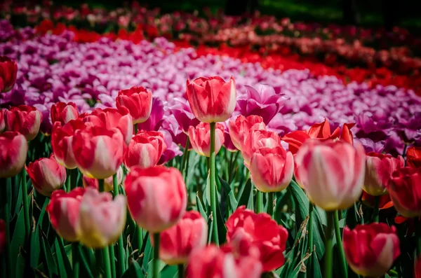 Dziedzinie kolorowe tulipany Obraz Stockowy