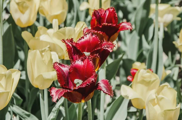 Gebied van tulpen — Stockfoto