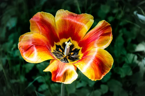 Tulipán rojo y amarillo — Foto de Stock