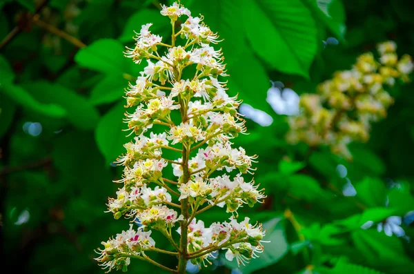 Blooming chestnut — Stock Photo, Image
