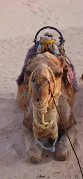 Recumbent kamel — Stockfoto