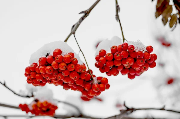 Rowanberry nella neve Immagine Stock