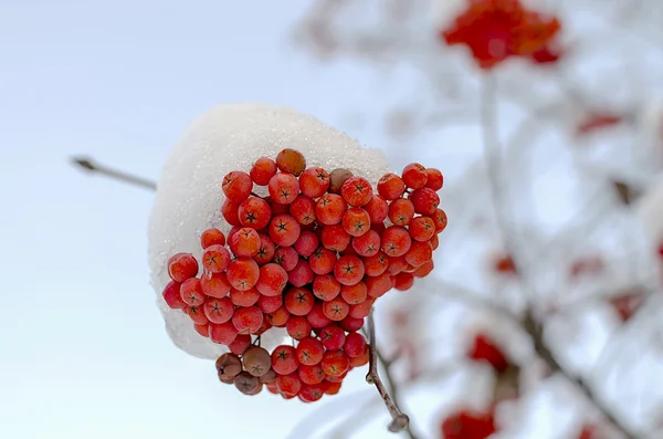 Рованка под снегом — стоковое фото