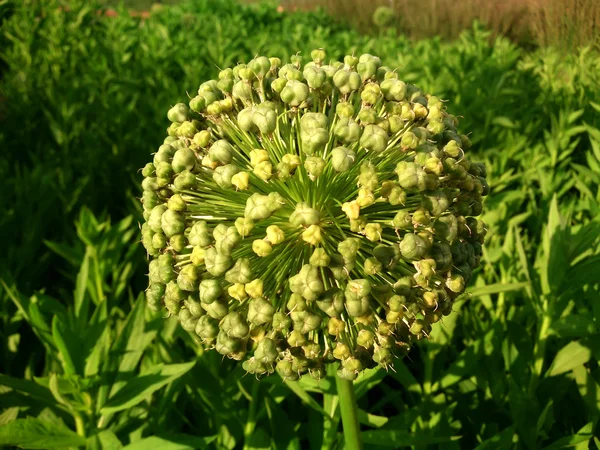 Wilde knoflook — Stockfoto