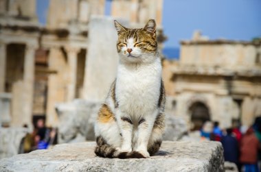 kedi kalıntıları üzerinde oturuyor