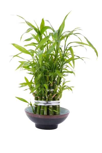 Bamboo plant — Stock Photo, Image