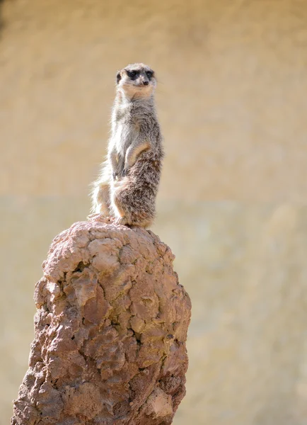 Meerkat — Stock Photo, Image