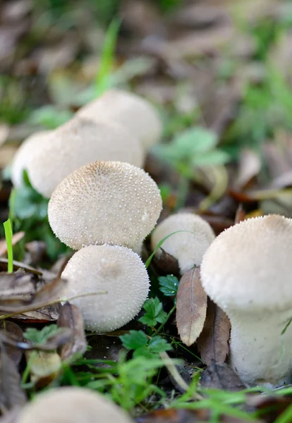 Cogumelos do género autum — Fotografia de Stock