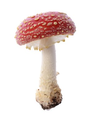 Red mushroom clipart