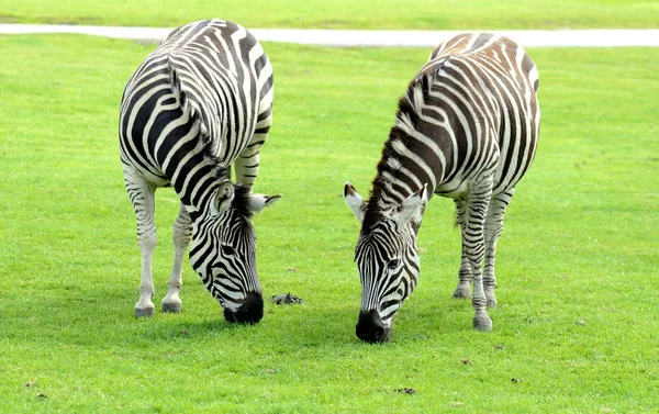 Dois Zebra comendo — Fotografia de Stock