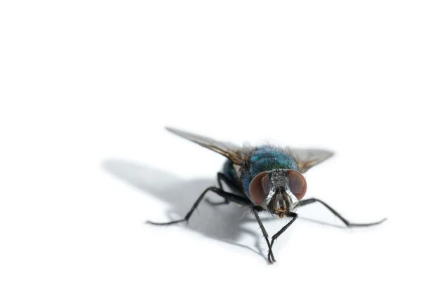 Makro fly — Stock fotografie