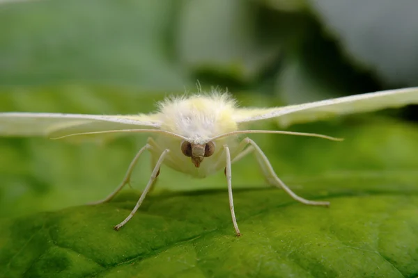 Vitt moth — Stockfoto