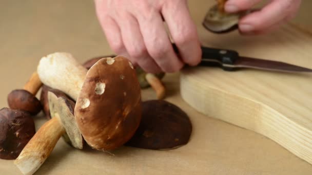Os cogumelos selvagens limpam-se com uma faca — Vídeo de Stock