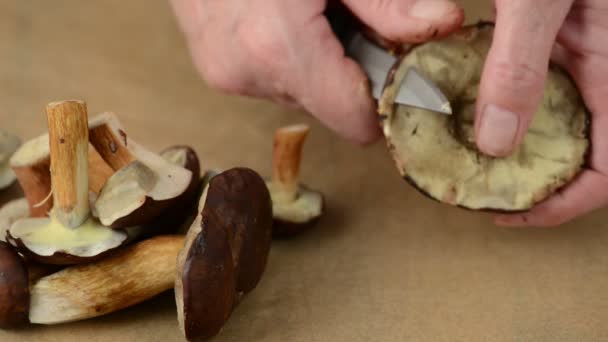 Les champignons sauvages sont nettoyés avec un couteau 