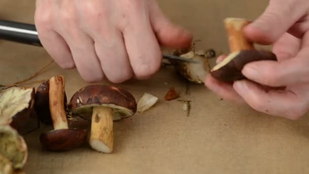 Wilde paddestoelen worden schoongemaakt met een mes — Stockvideo