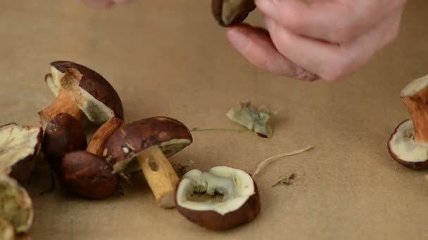 Lesní houby jsou čištěny s nožem — Stock video