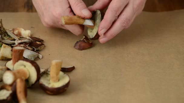 Wilde paddestoelen worden schoongemaakt met een mes — Stockvideo