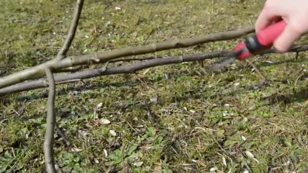 Cutting twigs of apple tree in springtime — Stock Video