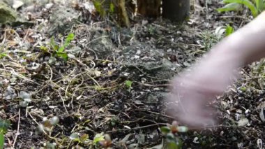 Flowerbed is make free of old leaves and bird seed