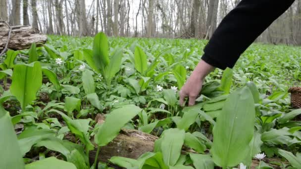 Colheita de alho selvagem (Allium ursinum ) — Vídeo de Stock