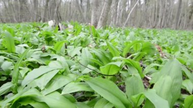 Yabani sarımsak (Allium ursinum) bitkiler