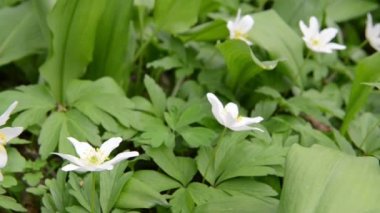Yabani sarımsak (Allium ursinum) ve Rüzgar çiçek