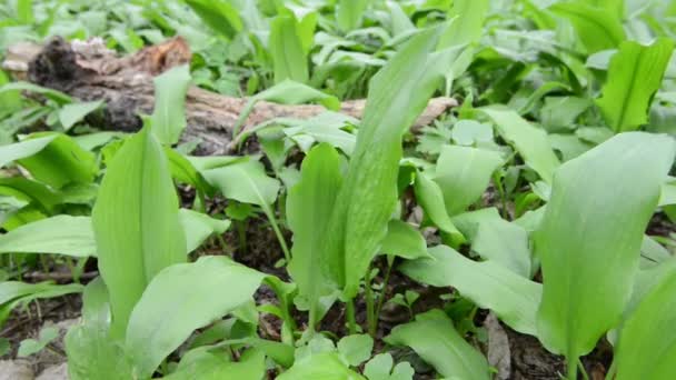 Ramslök (Allium ursinum) växter — Stockvideo