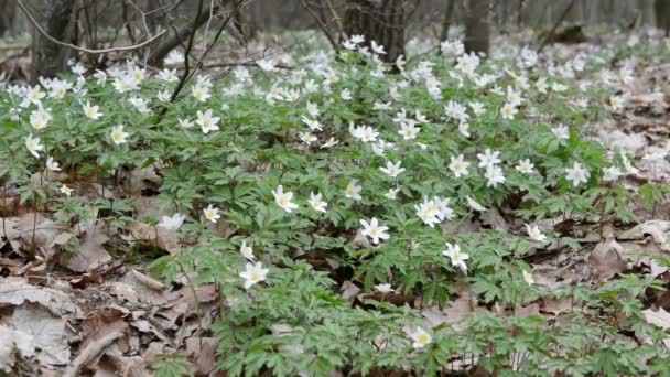 Anemone di legno bianco — Video Stock