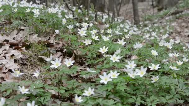 Wood Anemone — Stock Video