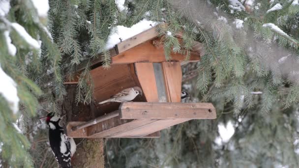 Greater Spotted Woodpecker picking up a seed from snow ground — Stock Video