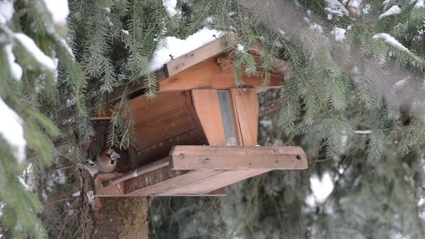 Haw finch oppakken van een zaad uit Vogelhuis/waterbak — Stockvideo